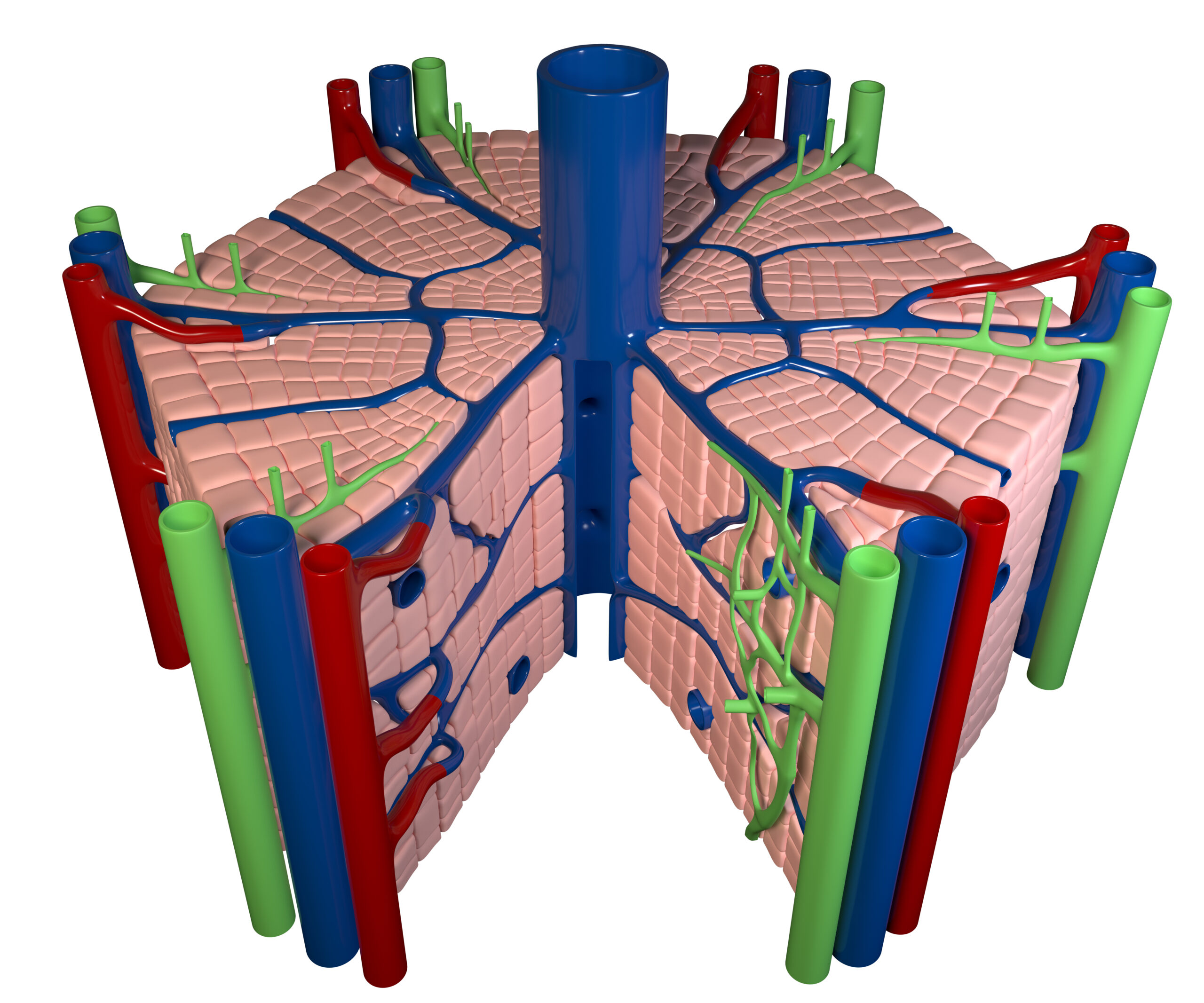 3D Illustration Of Liver Internal Structure On White Background